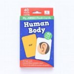 Flash Cards - Human Body